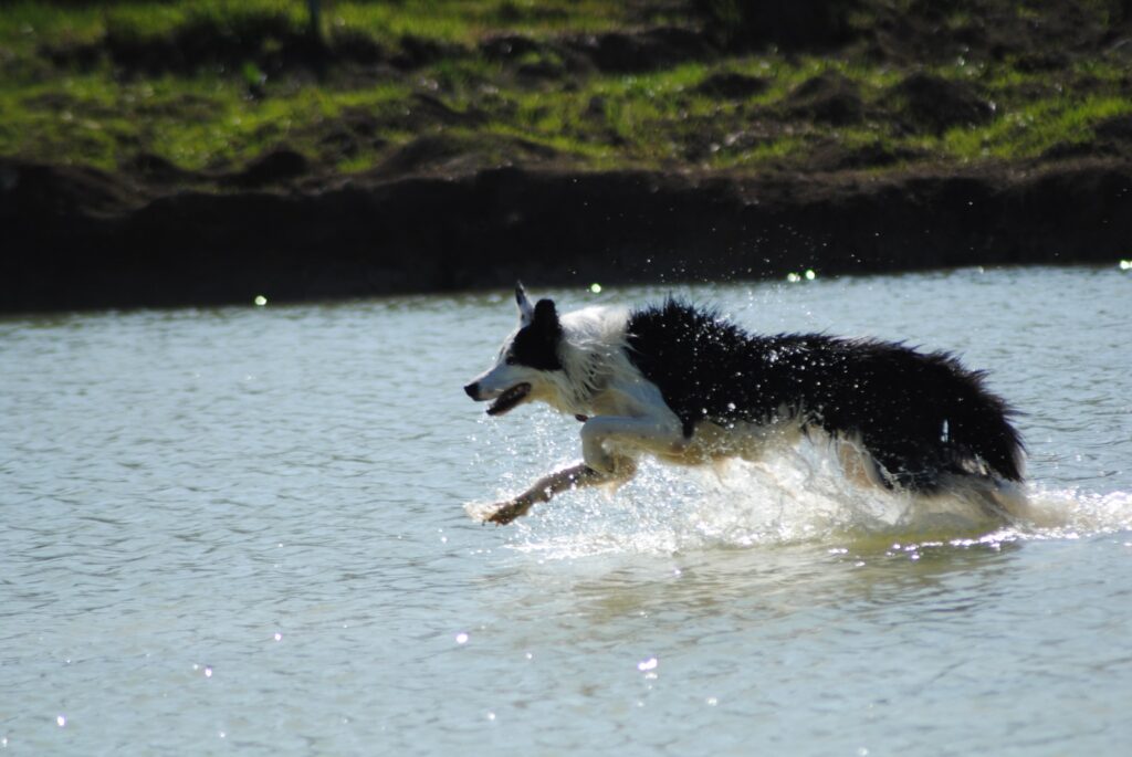 Perro corriendo en el agua
